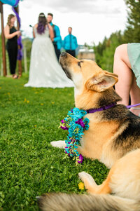Jackson Hole photographers capture dog howling during intimate elopement