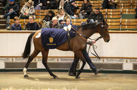 The horse Term of Endearment in the sales ring at Tattersalls.