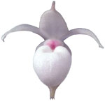 Dancing Light Orchid Essence -  Meditative Mind essence