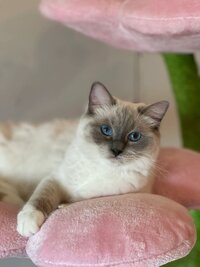 ragdoll-adult-cat-lying-in-pink-flower-cat-tower-with-green-stalk-post
