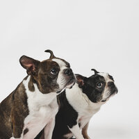 Two dogs posing in studio — refined pet photography in the Bay Area