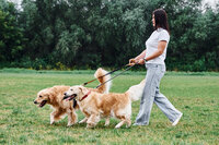 Woman walking two golden retreivers