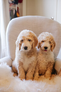 white and tan  bernedoodle puppy for sale