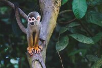 AMAZON RAINFOREST PHOTOGRAPHY WORKSHOP