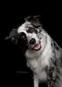 Fotostudio portret met zwarte achtergrond van jouw lieve hond in mijn fotostudio in Zuid-Limburg