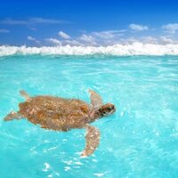sea turtle swimming in caribbean ocean