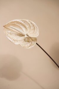 Anthurium design floral