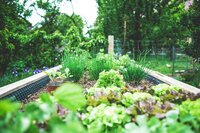 Garden designs for the busy gardener. Organically grown inspired by sustainability. 