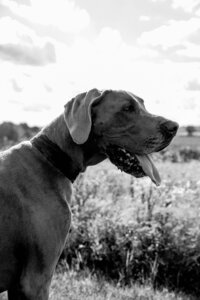 Dog portrait from the side on the farm in black and white