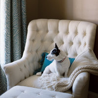 Small dog on upholstered chair looks out window