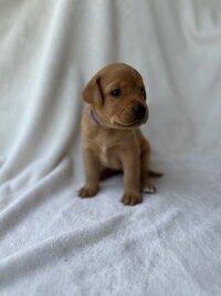 Purple Collar Girl