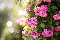 Close-up of blooming pink flowers on a leafy bush