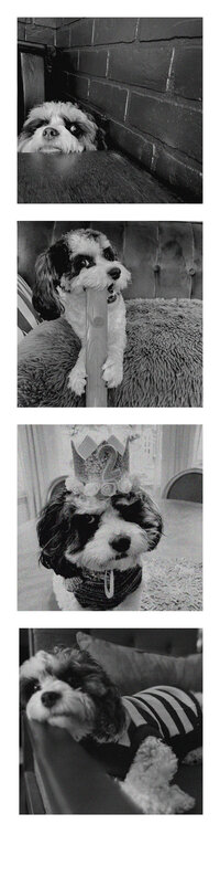 photo strip of different photos of the same dog