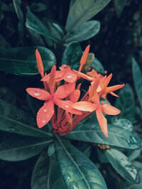 Fleurs d'hibiscus dans un feuillage vert