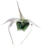 Dancing Light Orchid Essence -  Clearing Inner Pathways essence