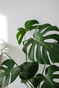 montera leaves white wall