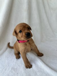 Red Collar