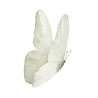 White butterfly web element