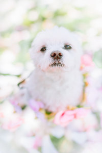Tiny white fluffy puppy with flower wreath around neck