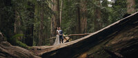 Couple standing on fallen redwood tree in Montgomery Woods Mendocino