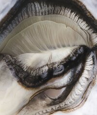 A close-up photograph of the intricate interior structure of an oyster shell, highlighting the white nacre and black coral-like textures. The dark brown and black coral details against the serene neutral background evoke a sense of luxury and nature, making it an ideal visual for custom website design, branding design, and luxury brand identity. The soft lighting and fine textures create a calming mood, perfect for high-end branding services, luxury web design, and creative branding solutions. This image could inspire custom branding style guides and luxury brand positioning strategies.
