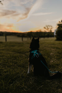 Sabrina's husky dog, Aspen, sitting and facing a sunset over a large farm field.