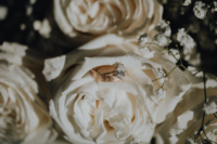 New England Wedding Photography and Videography Blog