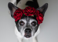 beagle and boston terrier mixed dog with black and white hair.  Dog staring up towards the camera.  Dog has a headband of three roses on in front of her ears