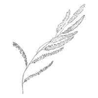 Amber Lynn Photography | Montana photographer