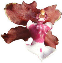 Dancing Light Orchid Essence -  Harmony of Heart essence