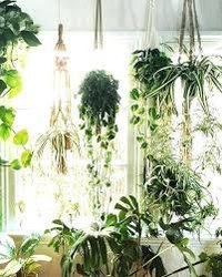 Plants