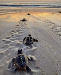 Edisto Island Sea Turtles on the beach