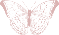 Blush pink butterfly graphic