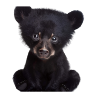 Majestic Bear in Brave Star Template Representing Endurance and Play