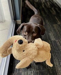Client Dog image 2