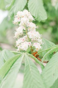 flower blossom on tree Loveland Colorado