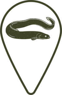 Spot the tuna! This icon was illustrated for Love Wanaka's map, highlighting the local wharf.