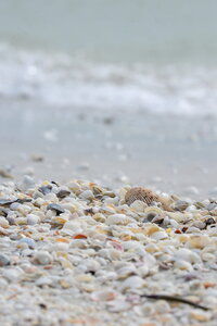 Coquillages au premier plan sur une plage et mer en fond