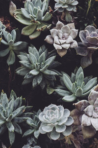 Succulents