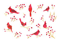 The print and pattern library of Skye McNeill Studio features Holiday themes of winter and seasonal themes for Christmas and other holidays, available for sale and licensing. Shown here is a print of cardinals and winter berries.