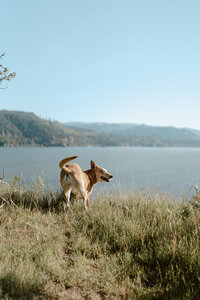 cute light brown rescue dog