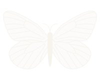 butterfly graphic