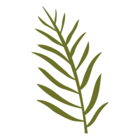 fern leaf