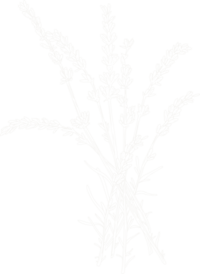 hand illustrated flowers