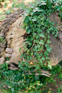 Log covered in green ivy