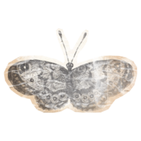 Paper butterfly