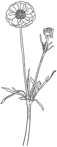 Flower Graphic