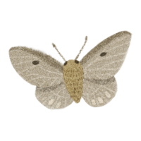 Moth 6