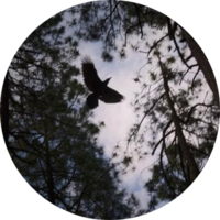 Raven flying between trees
