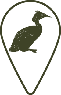 Illustrated Grebe, a native bird found at the lake.